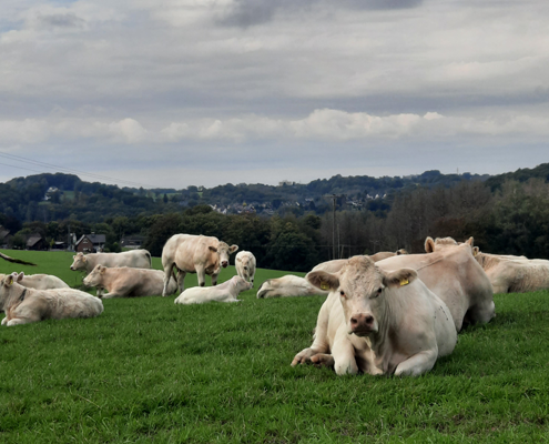 Was sind Charolais Rinder